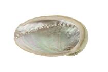 Abalone Muschel - XX-LARGE ab 17,5 cm - Schale unbehandelt