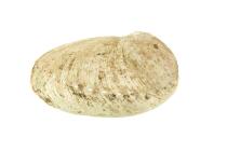 Abalone Muschel - SMALL ab 12 cm - Schale unbehandelt