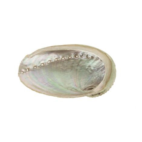 Abalone Muschel - LARGE ab 15 cm - Schale unbehandelt